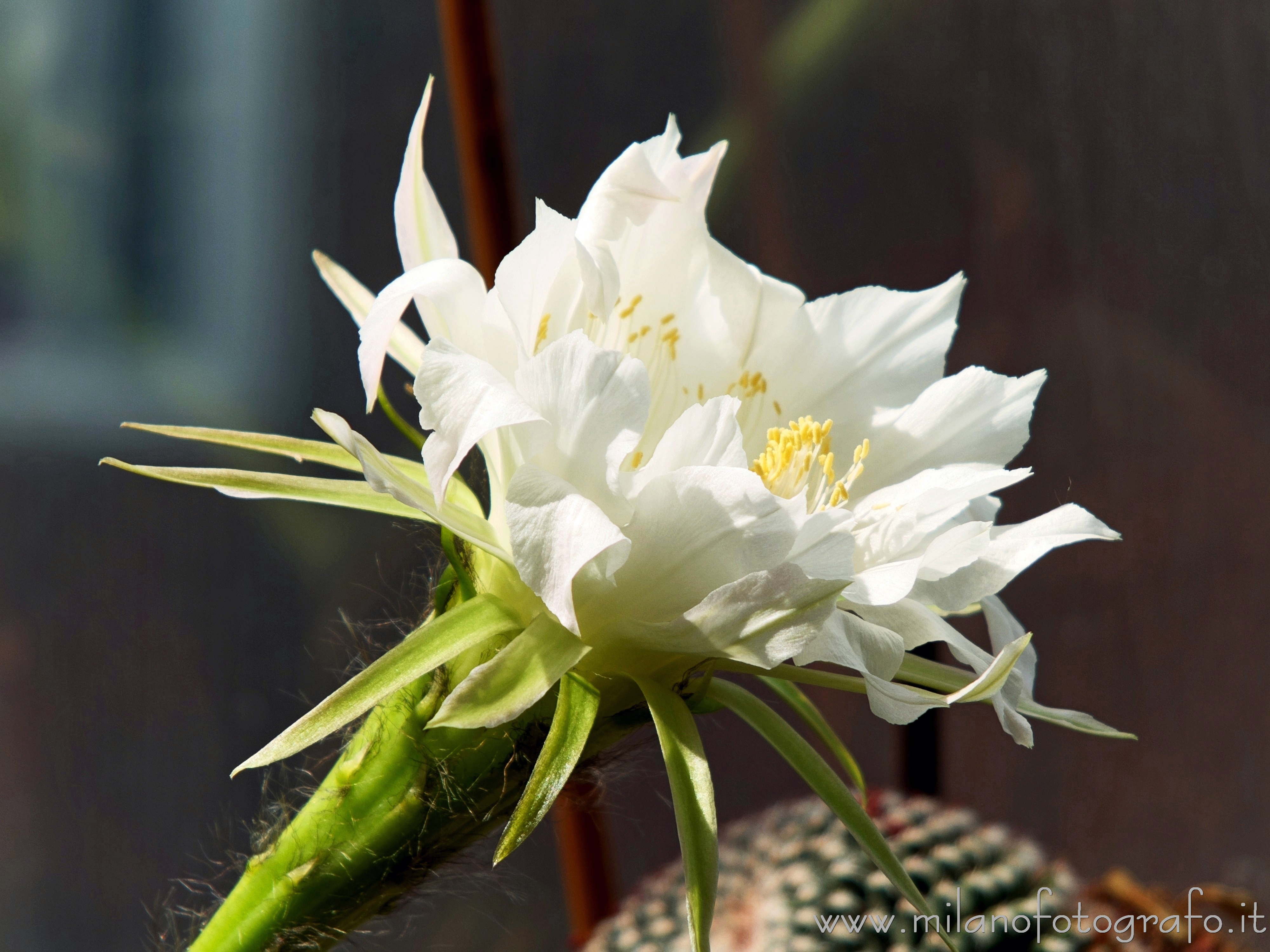 Milano - Fiore di Echinopsis